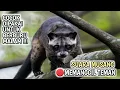 Suara musang pandan sangat ampuh memanggil teman // Suara luwak
