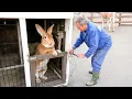 Download Lagu The 10 Rarest Rabbit Breeds