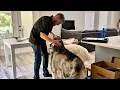 Download Lagu Giant Malamutes and Husky Say Hello