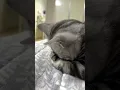 Download Lagu meow🐈 #cute #cat #sad #kitten #shotfeed #viral #cutecates #catvideos #catshorts #catlovers #ytshorts