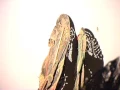 Download Lagu wayang sudarma 1