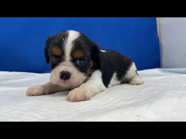 動画