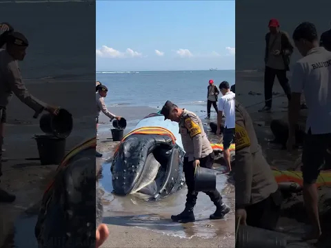 How do people help whales stranded on shore? #shorts