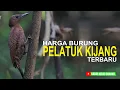 Download Lagu harga burung pelatuk kijang