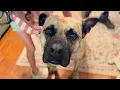 What Makes Rosco happy Pitbull X Mastiff Adopted Dog Living the Good Life