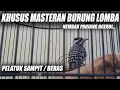 Download Lagu MASTERAN PELATUK SAMPIT NEMBAK PANJANG | SUARA PELATUK BERAS GACOR SPEED RAPAT