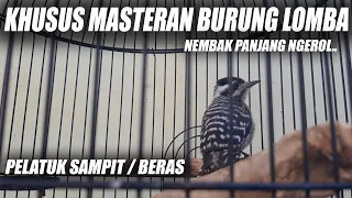 masteran pelatuk sampit nembak panjang suara pelatuk beras gacor speed rapat