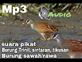 Download Lagu JERNIH DAN KERAS SUARA ASLI BURUNG TRINIL/SINTARAN/TIKUSAN SAWAH/RAWA AMPUH UNTUK PIKAT