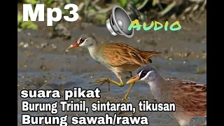 Download JERNIH DAN KERAS SUARA ASLI BURUNG TRINIL/SINTARAN/TIKUSAN SAWAH/RAWA AMPUH UNTUK PIKAT MP3
