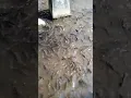 Nyenengi temen makani iwak