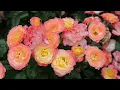 Download Lagu Plant Of The Day: Rose Week September 15 - September 21 (Now 35% Off Proven Winners Plants)