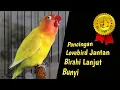 Birahi Lanjut Bunyi.! Pancingan Lovebird Jantan Konslet Ampuh Untuk Cetak Minor Dobelan