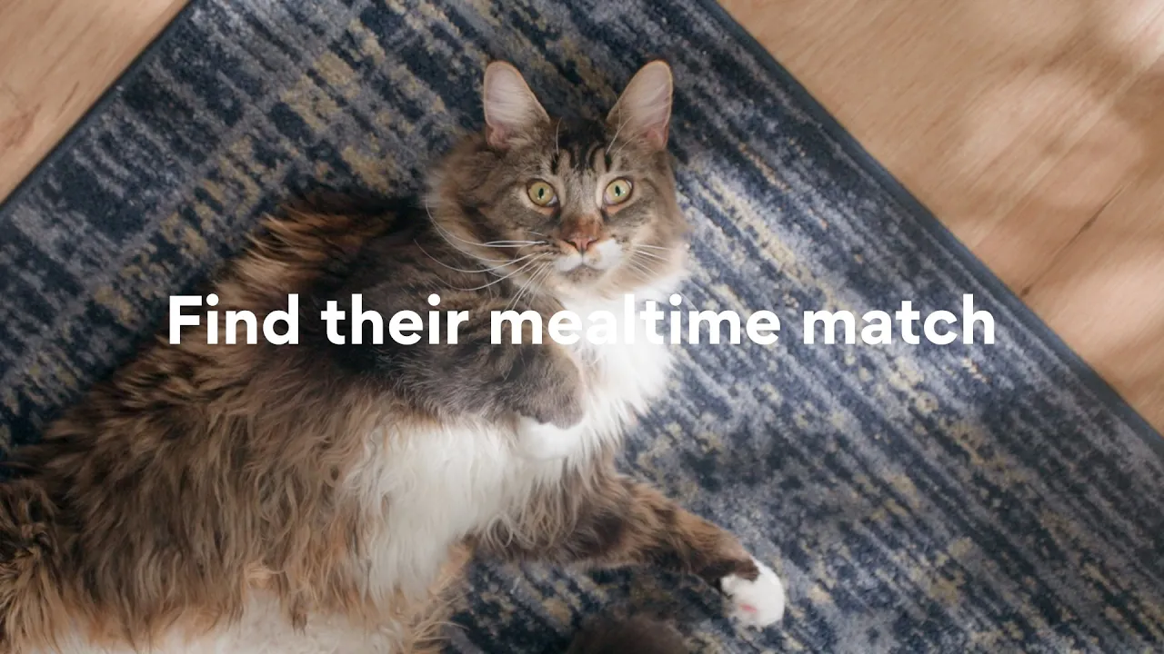 Chewy — Chewy - Find Your Cat's Mealtime Match (YouTube video ad)