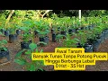 Download Lagu Cara Menanam Cabe Rawit Menggunakan Polybag Dari Awal Tanam Hingga Tanamannya Berbunga
