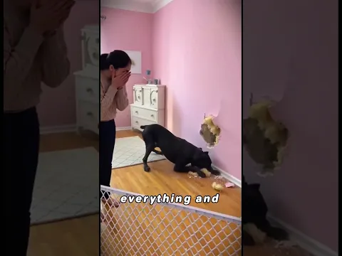 Would you believe your dog? #dog #mystery #dogsrescue