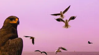 الحبيب راح لناسو Kabir Himmi 