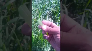 ارتفاع عشبة الراي جراس العلفية تجاوز المتر بعد مرور شهر من زراعته دندنها