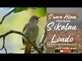 Download Lagu SIKATAN LONDO DAN SUARA AIR DI ALAM LIAR #gacor #masteranmurai #muraigacor
