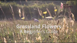 Wild Flower Identification A Beginner S Guide 