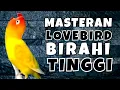 Masteran Lb Jantan Birahi Tinggi Buat Pancingan Suara Burung Lovebird Jantan Birahi Bunyi