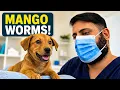 Severe Mango Worm Infestation in a Puppy Full Veterinary Treatment