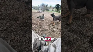 Dog park days .. #Fyp #dream #pets #doberman