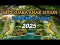 Pikat sogon susah turun | mp3 suara anak sogon kombinasi induk 2025