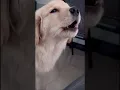 Download Lagu What do you guys think about my new ringtone? 🐶🐶🐾  #dogoftheday #doglovers   #goldenretreivers