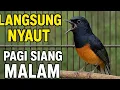 Lagu Pancingan Suara Murai Batu Gacor Pagi Siang Malam, Cepat Nyaut Emosi Naik Nafas Panjang