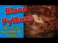 BLOOD PYTHONS - NOT JUST ANOTHER PET ROCK