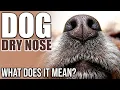 Dog Dry Nose What Does It Mean