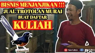 Download TERNAK MURAIBATU BISNIS YANG MENJANJIKAN !!! | Jual Trotolan buat daftar KULIAH MP3