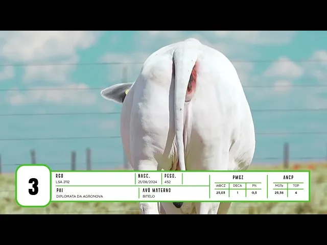 Novilha Nelore LSA - 2112