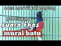 Download Lagu PANCINGAN MURAI NGERIWIK JADI NGEPLONG pancingan gacor murai batu loyo