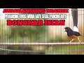 Download Lagu TEMBAKAN MURAI BATU AMPUH BUAT MEMANCING EMOSI AGAR IKUT BONGKAR MATERI