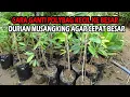 Lagu Cara Perawatan  Bibit Durian Musangking Di Polybag Agar  Cepat Besar