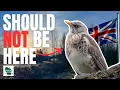 Rare Bird Alert Finding a European Fieldfare in Wisconsin