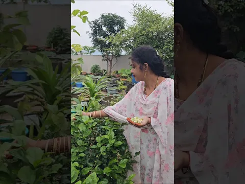 Jasmine buds harvesting #jasmine #flowers #mygarden #gardening #shorts #viralvideo