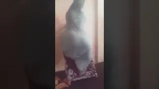 شوفو رقص موريتاني 