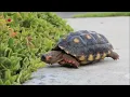 Parry Gripp Turtle 1 HOUR VERSION