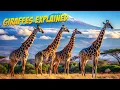 How Do Giraffes Sleep Unbelievable Facts you won t Believe