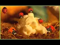 Download Lagu Down The Chimney | Minuscule 🍃 40' Compilation