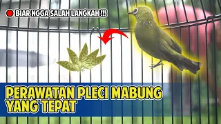 Download PERAWATAN PLECI MABUNG YANG TEPAT ‼ SUPAYA NGGA SALAH LANGKAH‼ MP3