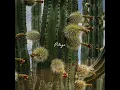 Pitaya