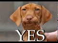 yes YES GIFs