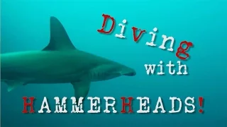 DIVING WITH HAMMERHEADS IN THE  GALAPAGOS!  Chase the Story 38