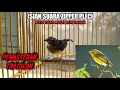 Download Lagu MASTERAN PLECI ZIPPER UNTUK ISIAN BURUNG MURAI BATU