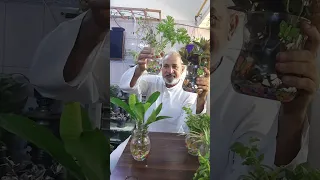 طريقة سهلة لإكثار نبات العطرة ونبات شوكة المسيح   جنتي حديقتي   دندنها