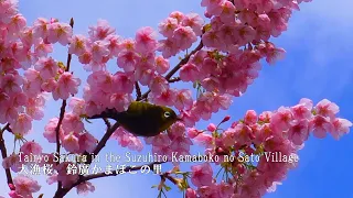 Download Tairyo Sakura in the Suzuhiro Kamaboko (fish cake) no Sato Village MP3