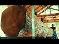 Lagu Amazing! Beautiful large mahogany logs cut at the lumber mill